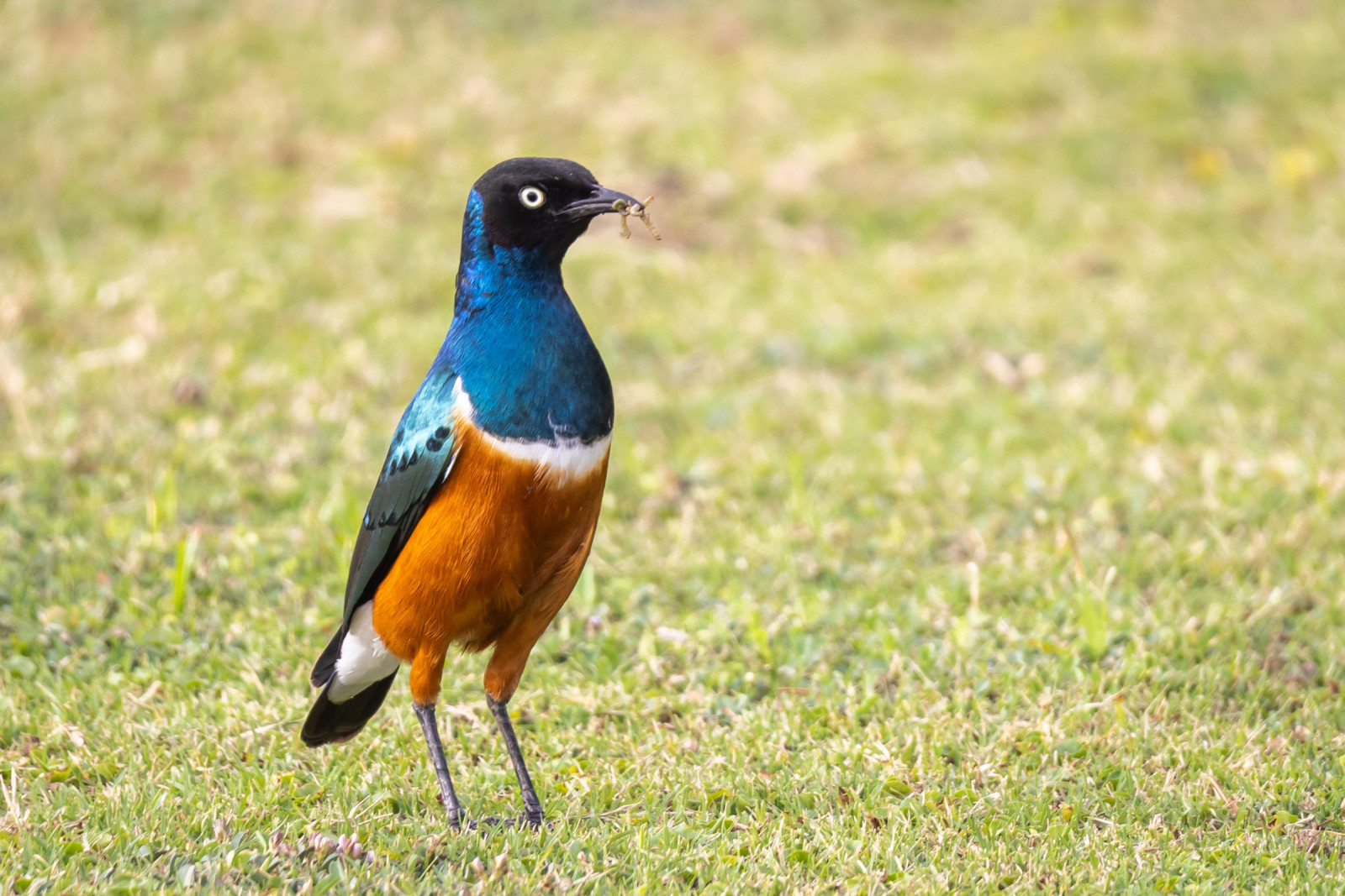 image Superb Starling
